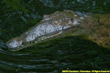 crocodile closeup
